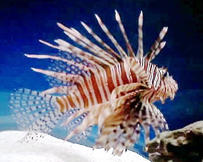 Pictures Of Lionfish - Free Lionfish pictures 